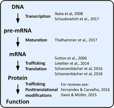 Emerging Roles of Activity-Dependent Alternative Splicing in Homeostatic Plasticity